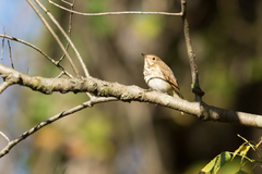 Catharus ustulatus