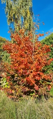 Parrotia persica