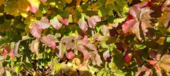 Parrotia persica