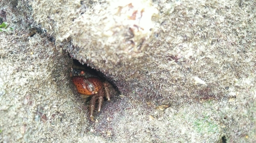 Eriphia ferox