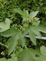 Kearnemalvastrum lacteum