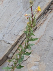 Oenothera villosa