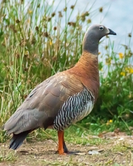 Chloephaga poliocephala