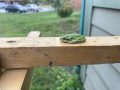 Hyla versicolor