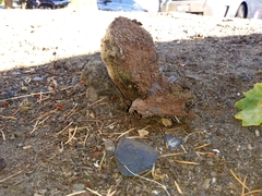 Pisolithus