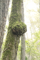 Agrobacterium radiobacter