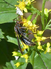 Polistes fuscatus