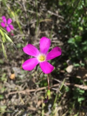 Oxalis arenaria