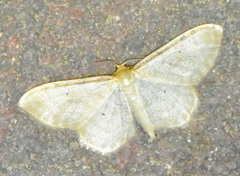 Idaea humiliata