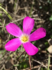 Oxalis arenaria