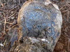 Pisolithus