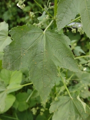 Kearnemalvastrum lacteum