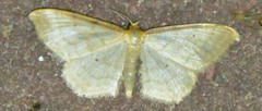 Idaea humiliata