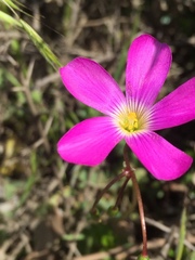 Oxalis arenaria