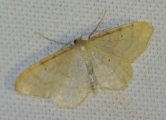 Idaea humiliata