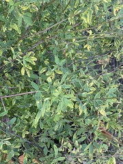 Chamaecytisus ruthenicus