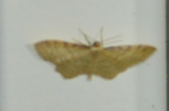 Idaea humiliata