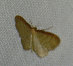 Idaea humiliata