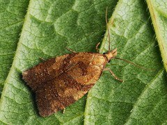 Sparganothis pilleriana