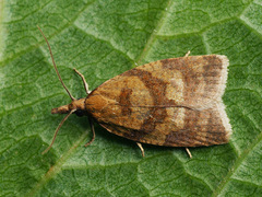 Sparganothis pilleriana