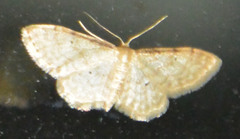 Idaea humiliata