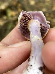 Cortinarius traganus