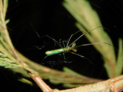 Tetragnatha
