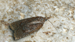 Sparganothis pilleriana
