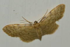 Idaea humiliata