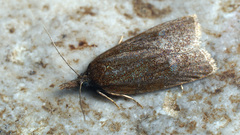 Sparganothis pilleriana