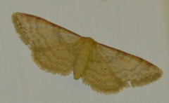 Idaea humiliata
