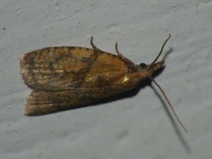 Sparganothis pilleriana