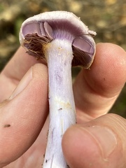 Cortinarius traganus