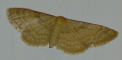 Idaea humiliata