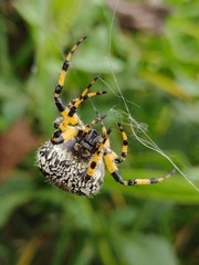 Neoscona orizabensis