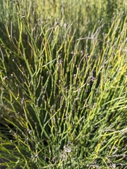 Chloracantha spinosa