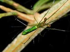 Tetragnatha