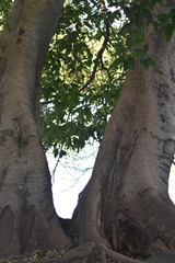 Ficus insipida