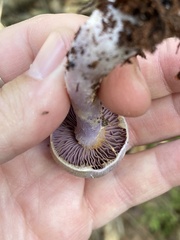 Cortinarius traganus
