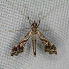 Lineodes integra