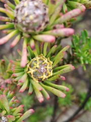 Leucadendron linifolium