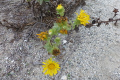 Grindelia stricta
