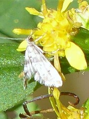 Petrophila fulicalis