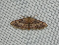 Idaea demissaria