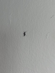Insecta