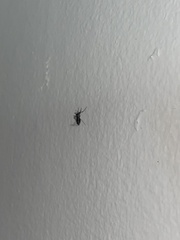 Insecta