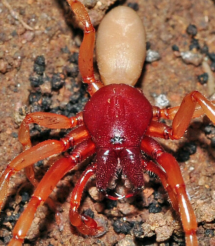 Dysdera presai · iNaturalist Canada