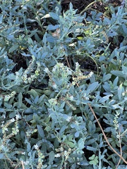 Heliotropium curassavicum