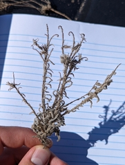 Cryptantha crassisepala