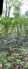 Viburnum setigerum